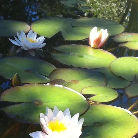 Le Lotus Zen Bed & Breakfast *