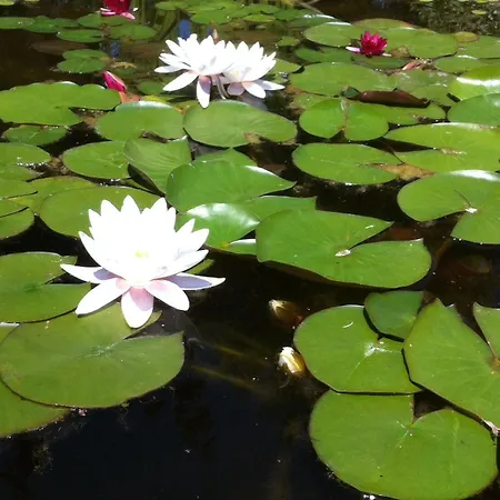 Oda ve Kahvaltı Le Lotus Zen