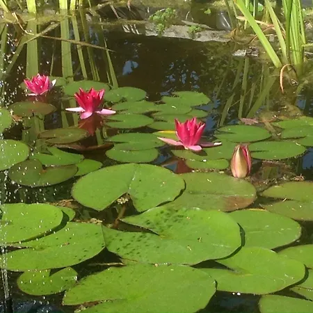 Le Lotus Zen * Froideville
