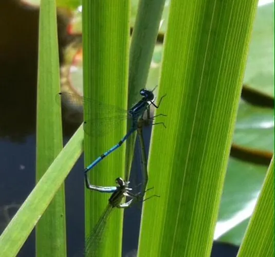 לינה וארוחת בוקר Le Lotus Zen Froideville