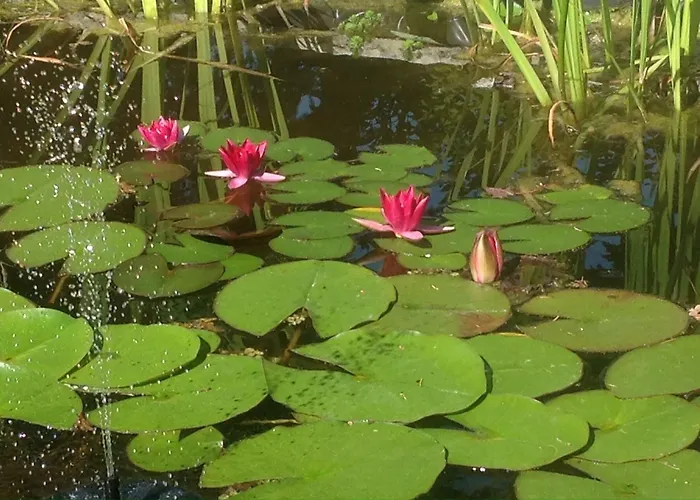 Le Lotus Zen * Froideville