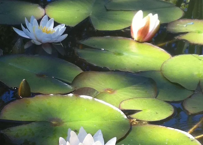 Le Lotus Zen Bed & Breakfast *