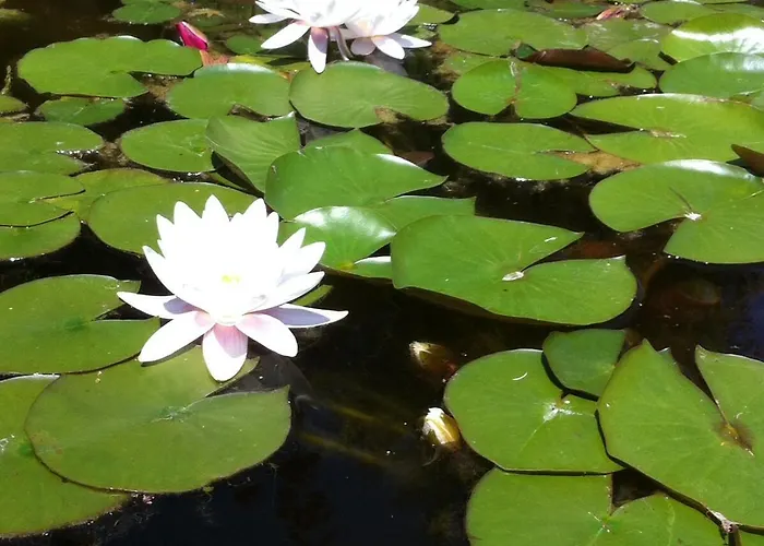 Bed & Breakfast Le Lotus Zen